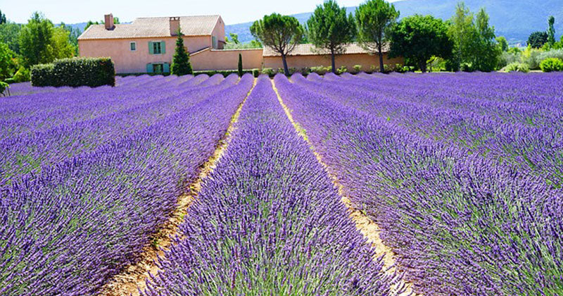 Vidd Provance levendulamezőit az otthonodba!