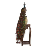 Preparált dekoráció kék páva fekete talapzaton – kék