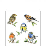 Szalvéta Madárkás papírszalvéta 25x25 cm Bird species
