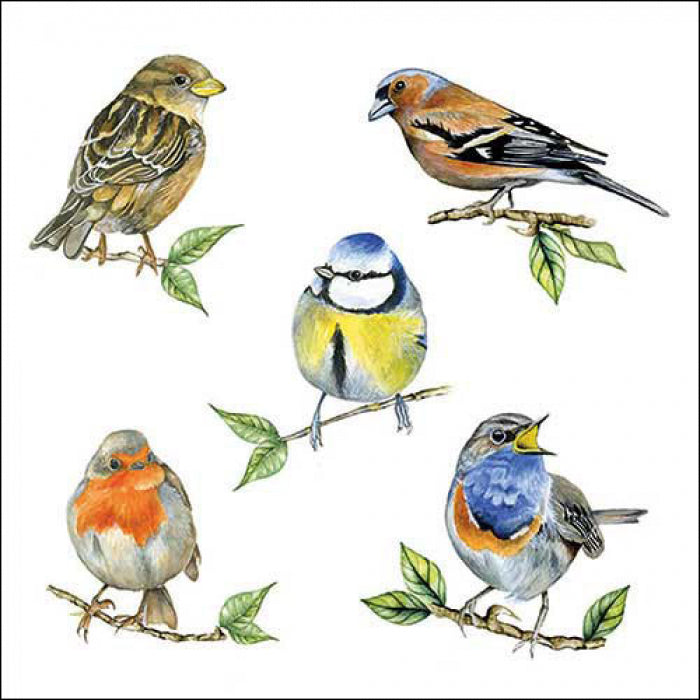 Szalvéta Madárkás papírszalvéta 33x33 cm Bird species