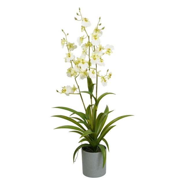 Selyemvirág lepkeorchidea 3 ágú Oncidium műanyag kaspóban 70 cm