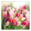 Szalvéta Glorious Tulips papírszalvéta