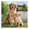 Szalvéta Golden Retriever papírszalvéta