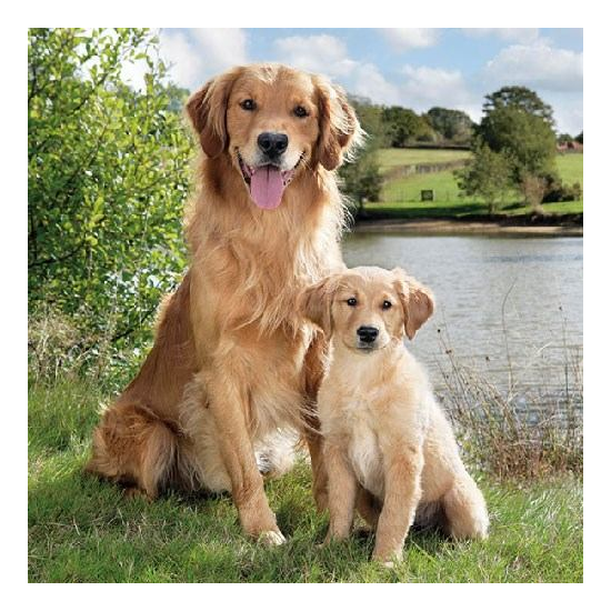 Szalvéta Golden Retriever papírszalvéta