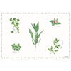 Tányéralátét, poháralátét Műanyag tányéralátét 45x30cm fűszernövényes Herbarium