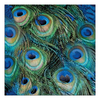 Szalvéta Pávatollak papírszalvéta 33x33cm - Peacock Feathers