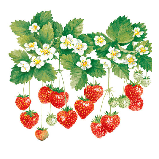 Szalvéta Summer Fruits papírszalvéta