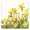 Szalvéta Tavaszi nárcisz virágos papírszalvéta Golden Daffodils 33x33cm