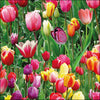 Szalvéta Tulipán mező Virágos papírszalvéta 33x33cm Tulips Field