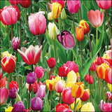 Szalvéta Tulipán mező Virágos papírszalvéta 33x33cm Tulips Field