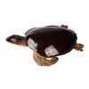 Dekor figura teknős 88 cm – barna