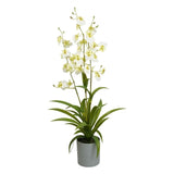 Selyemvirág lepkeorchidea 3 ágú Oncidium műanyag kaspóban 70 cm