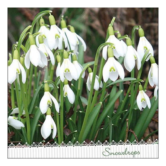 Szalvéta Hóvirágos papírszalvéta Galanthus 33x33cm