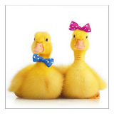 Szalvéta Kiskacsa pár papírszalvéta Little Ducks 33x33cm