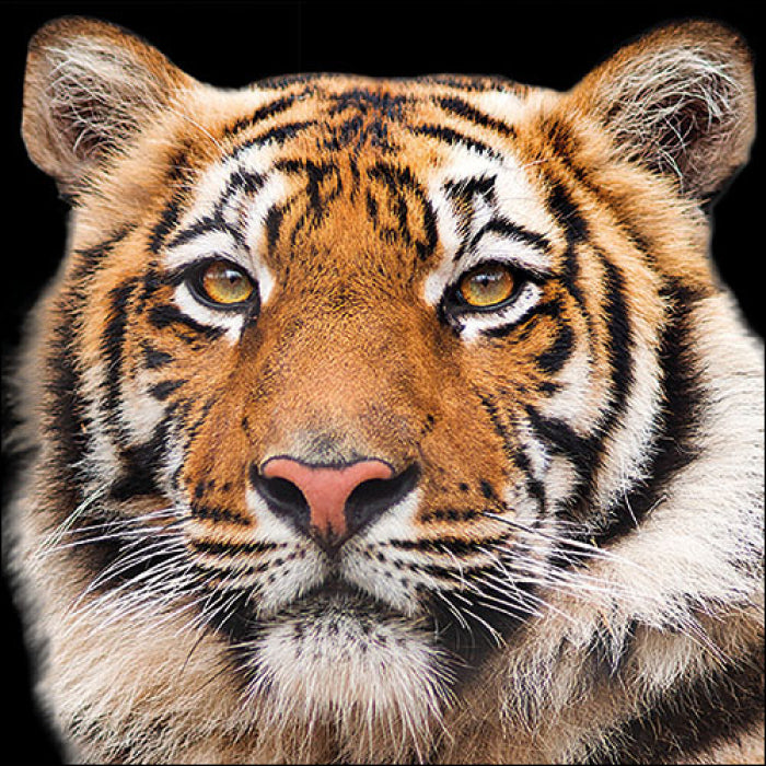 Szalvéta Papírszalvéta 33x33 cm 20 db-os Bengáli Tigris