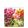 Szalvéta Tulipános papírszalvéta Tulips kicsi 25x25 cm